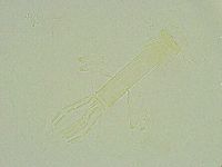 Thulinius saltursus image