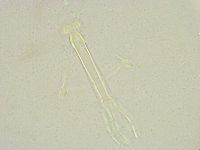 Thulinius saltursus image