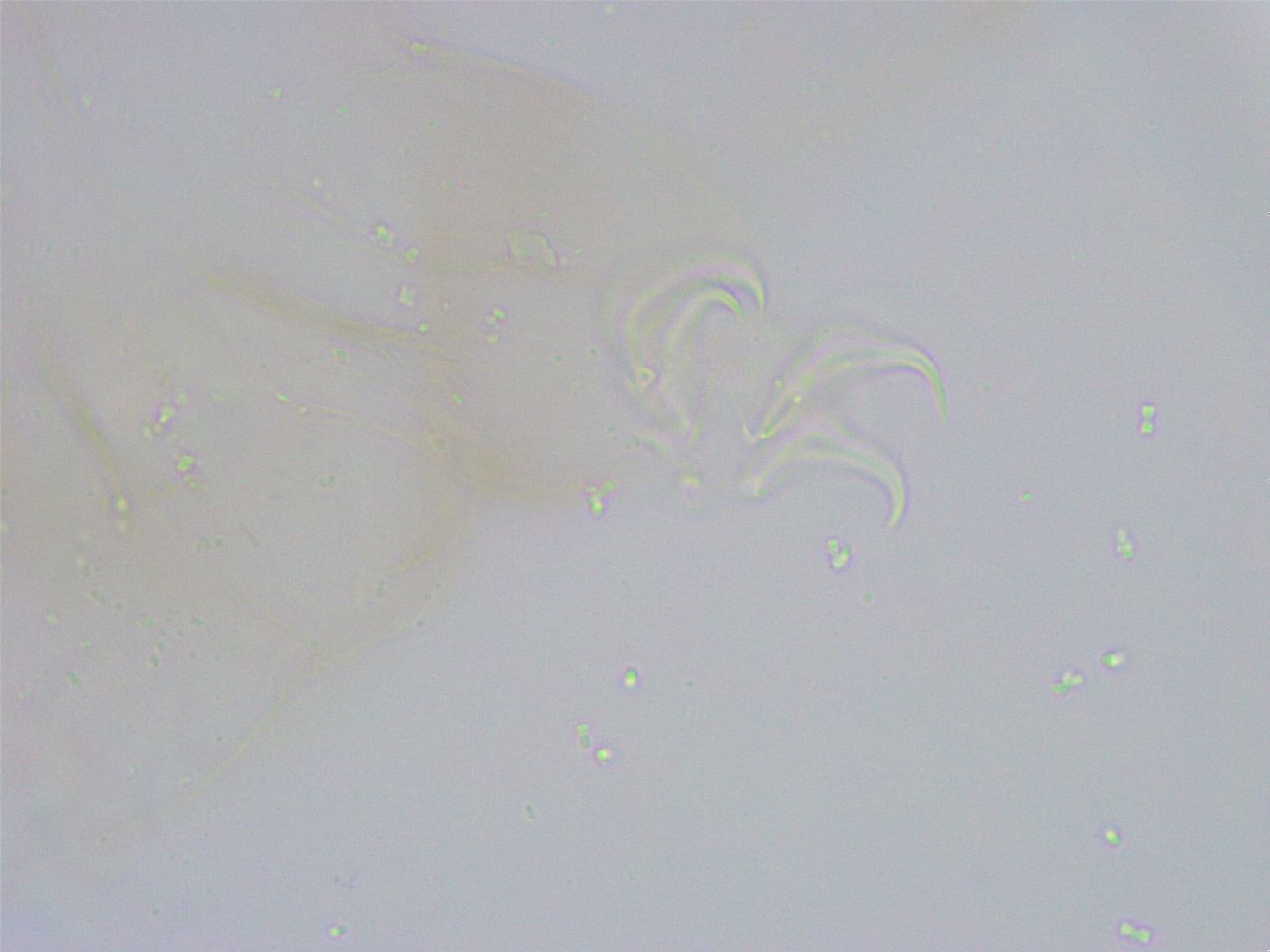 Thulinius saltursus image