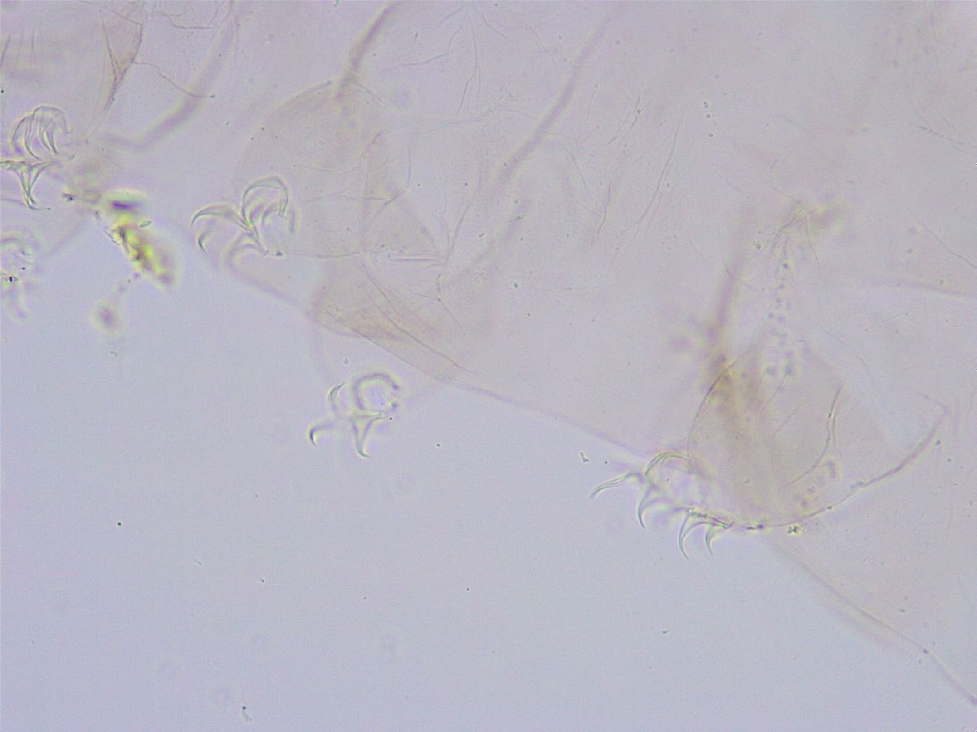 Thulinius saltursus image