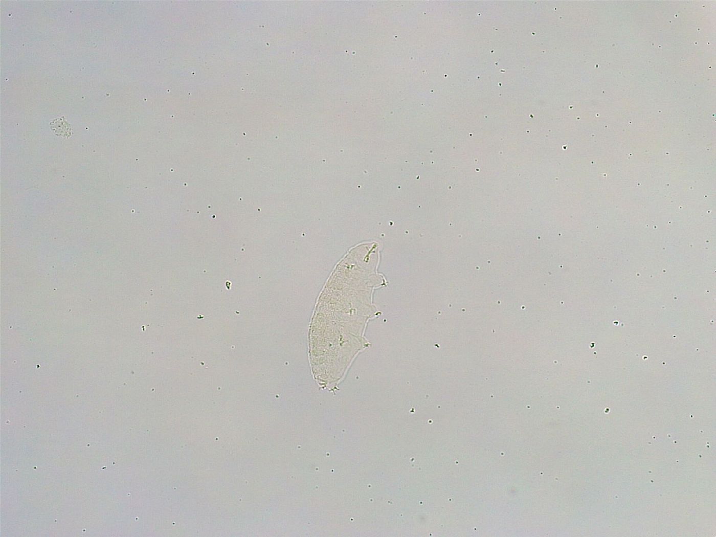 Isohypsibius reticulatus image