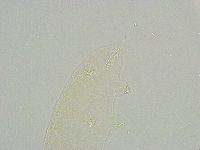 Isohypsibius reticulatus image