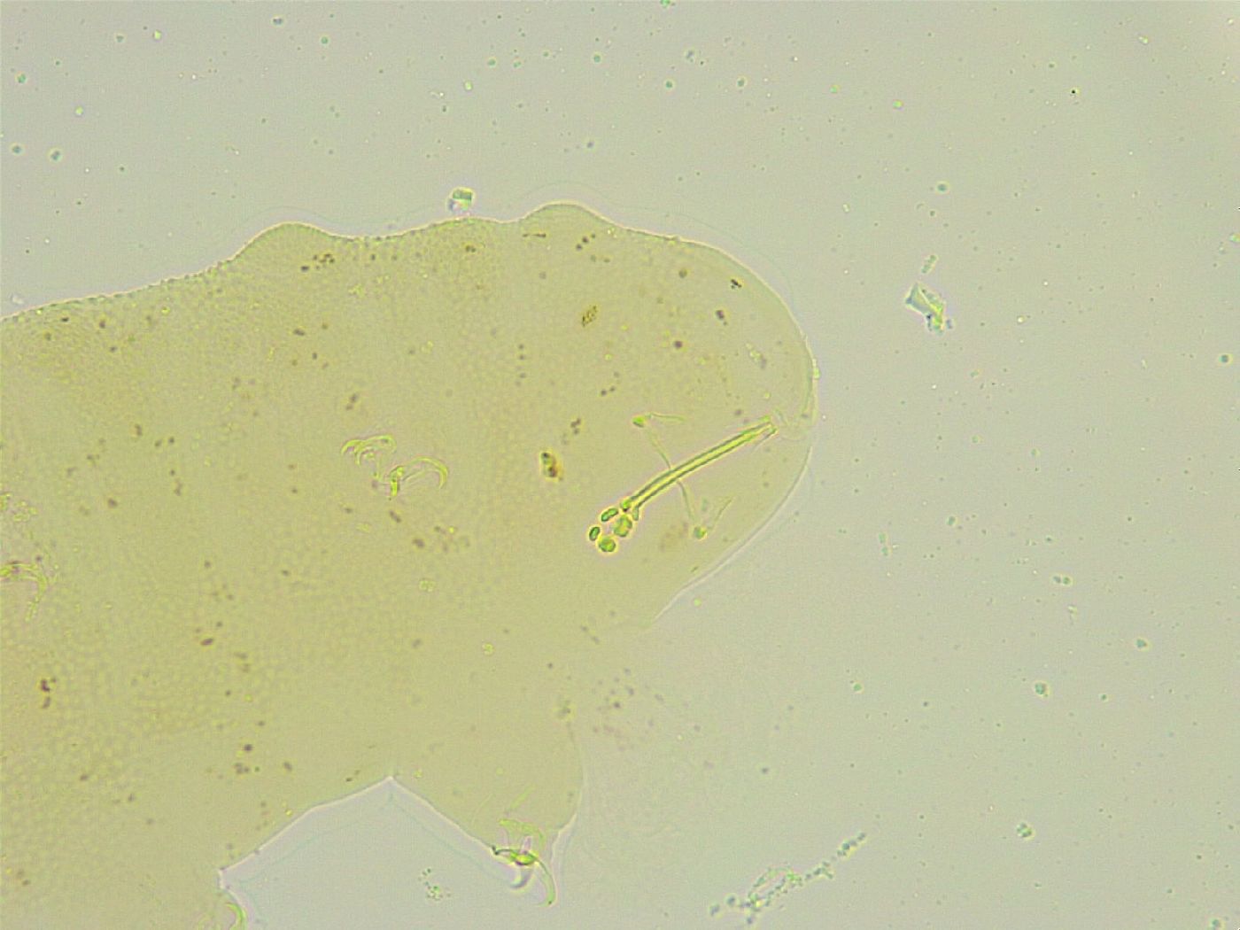 Isohypsibius sattleri image