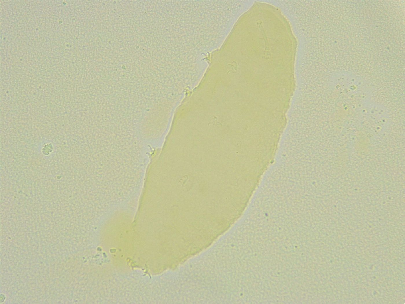 Isohypsibius sattleri image