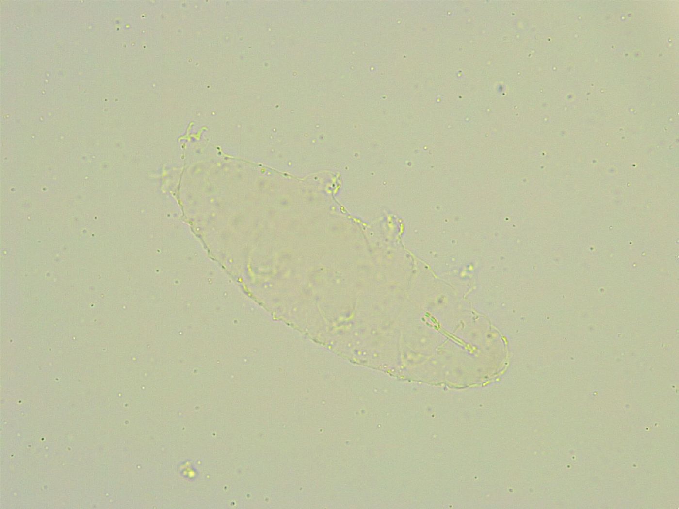 Isohypsibius sattleri image