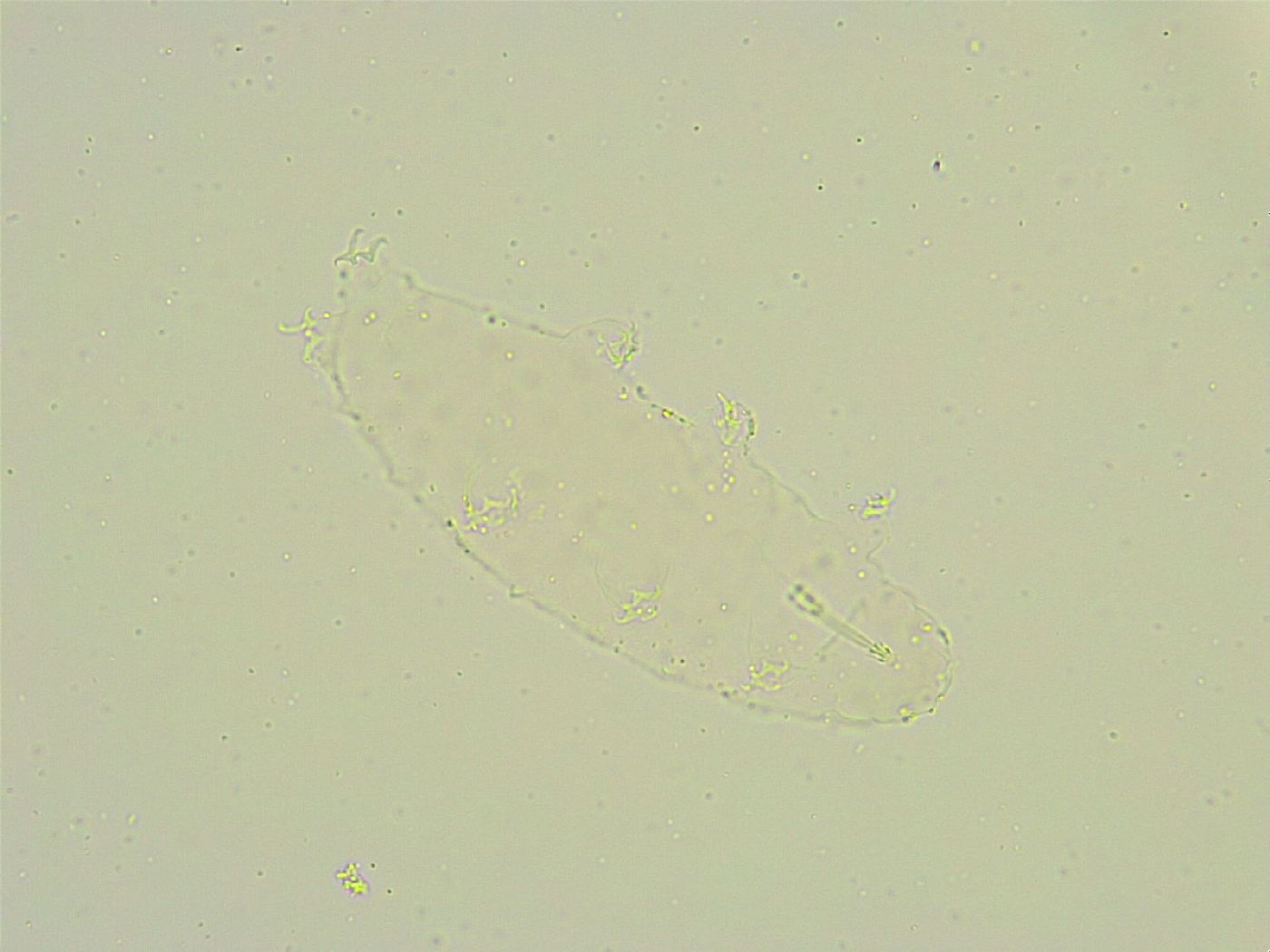 Isohypsibius sattleri image