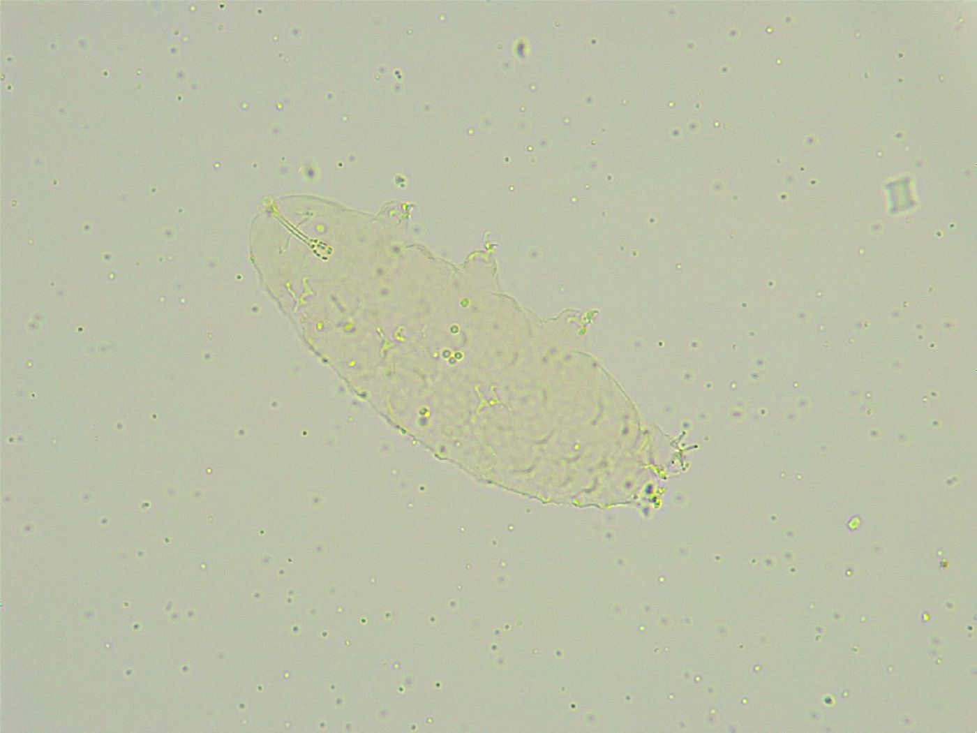 Isohypsibius sattleri image