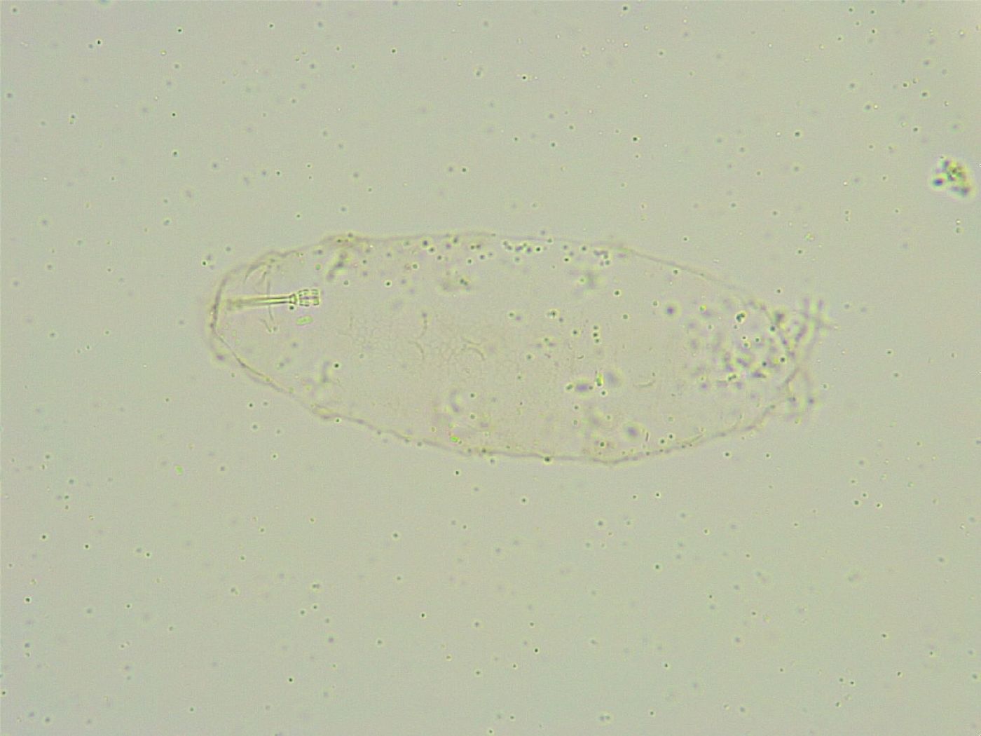 Isohypsibius sattleri image