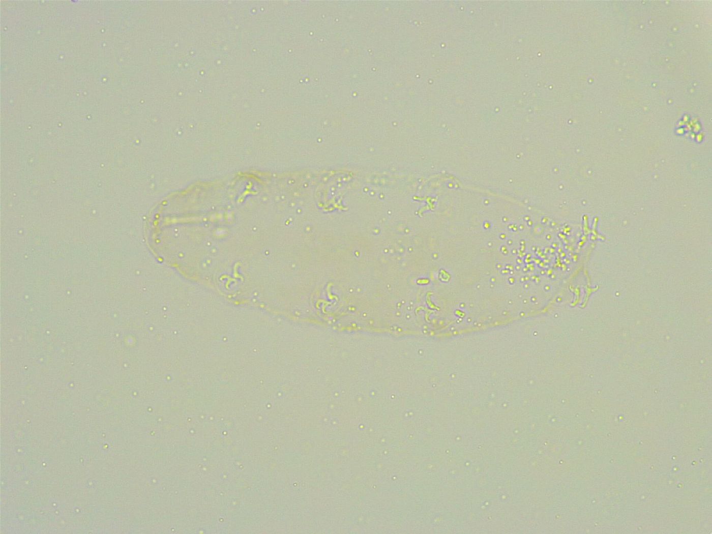 Isohypsibius sattleri image
