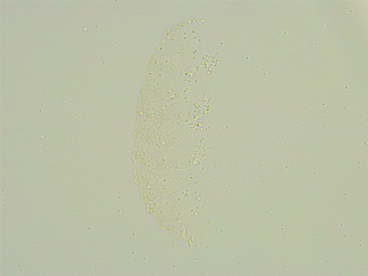 Isohypsibius sattleri image
