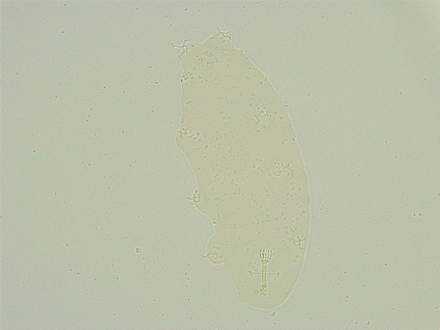 Isohypsibius sattleri image