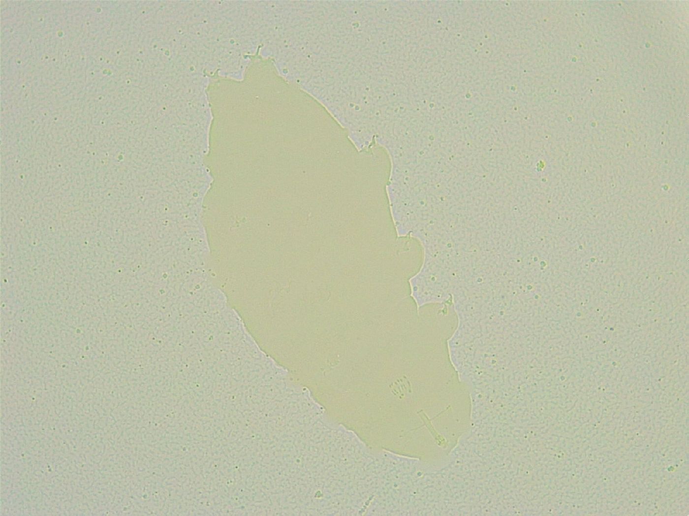 Isohypsibius sattleri image