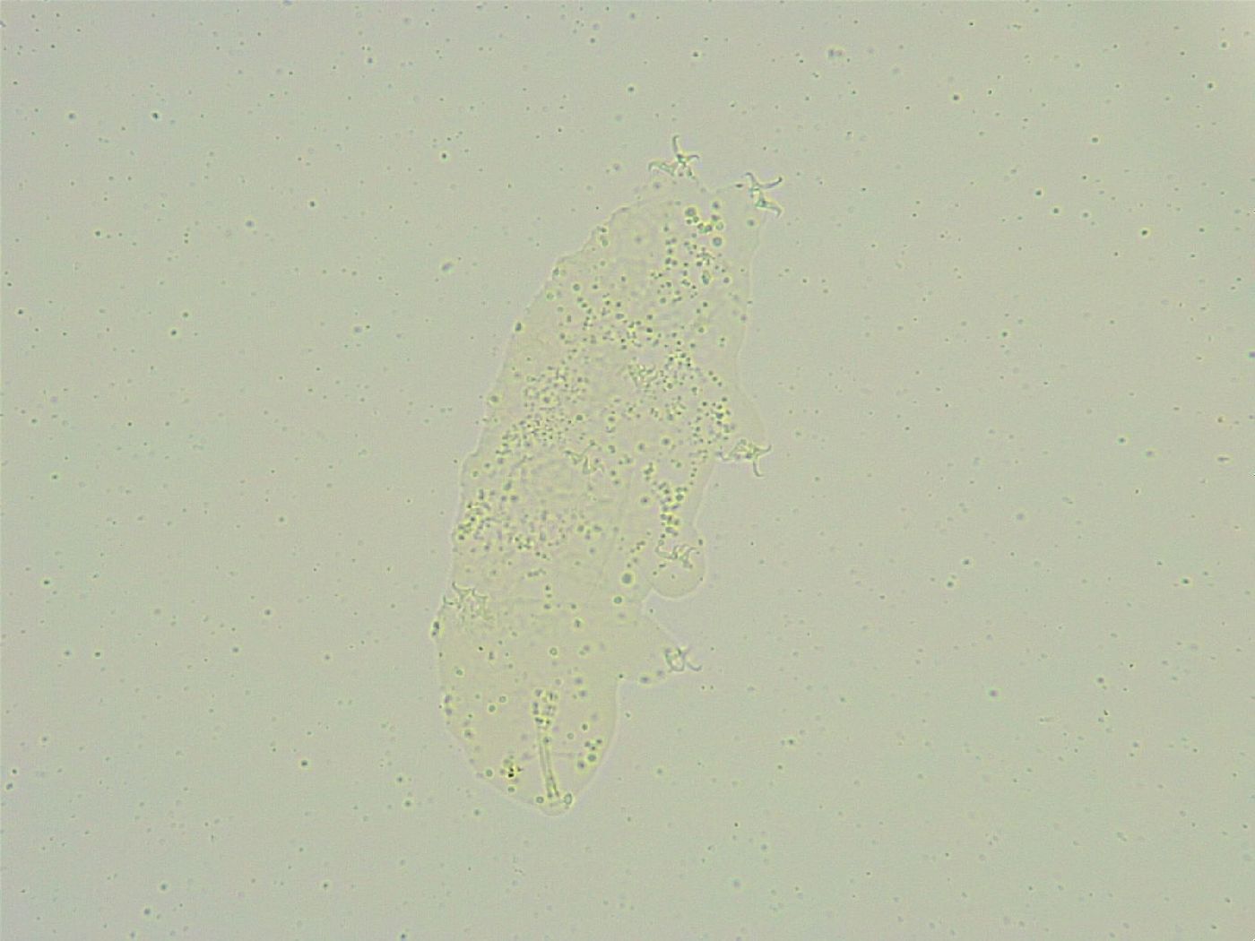 Isohypsibius sattleri image