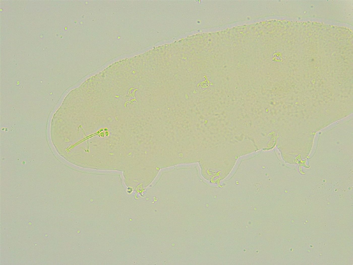 Isohypsibius tuberculatus image