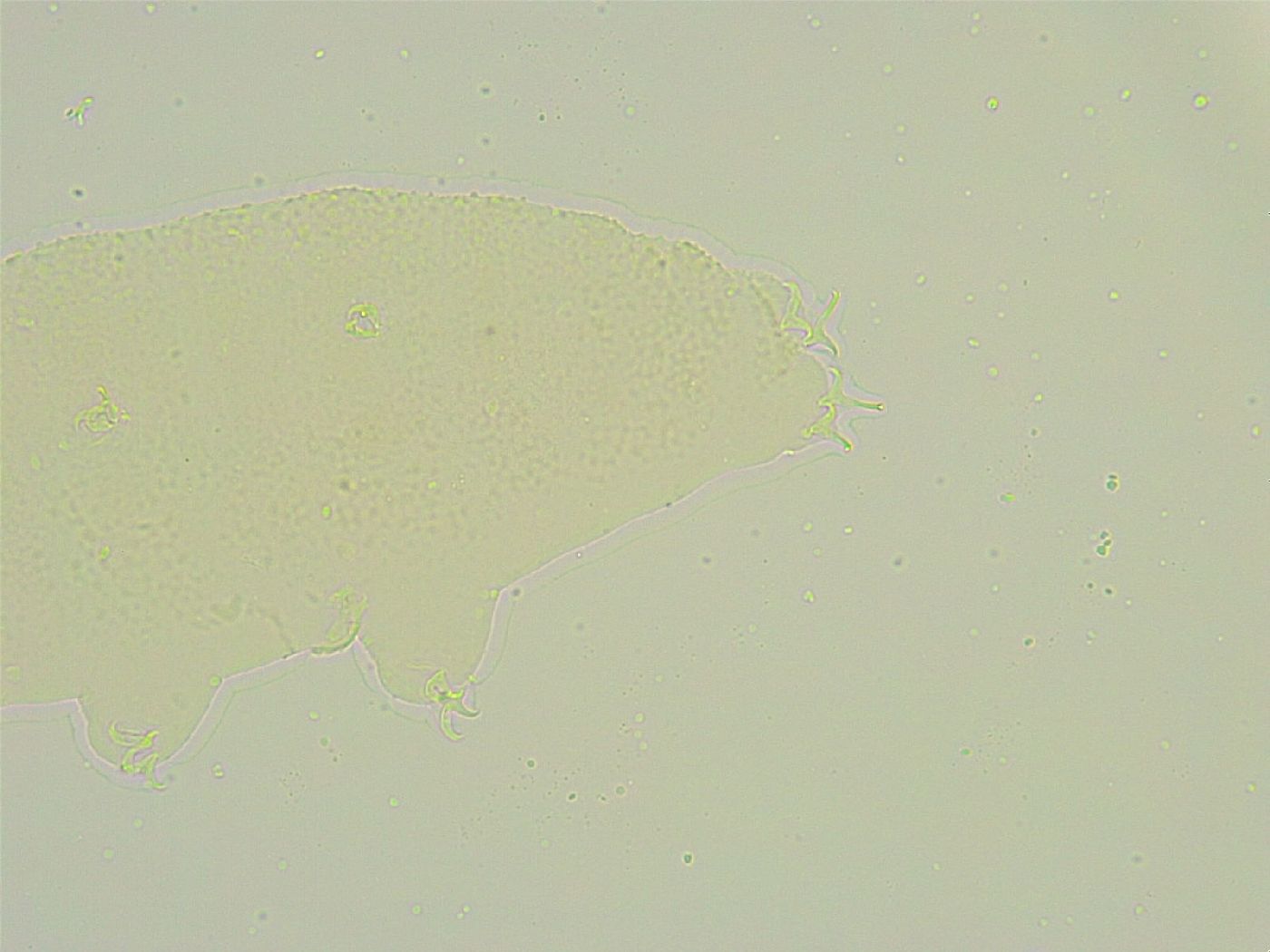 Isohypsibius tuberculatus image