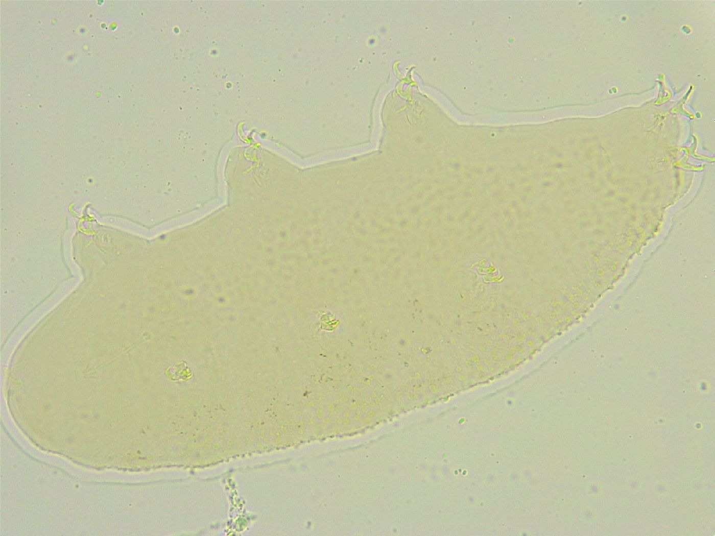 Isohypsibius tuberculatus image