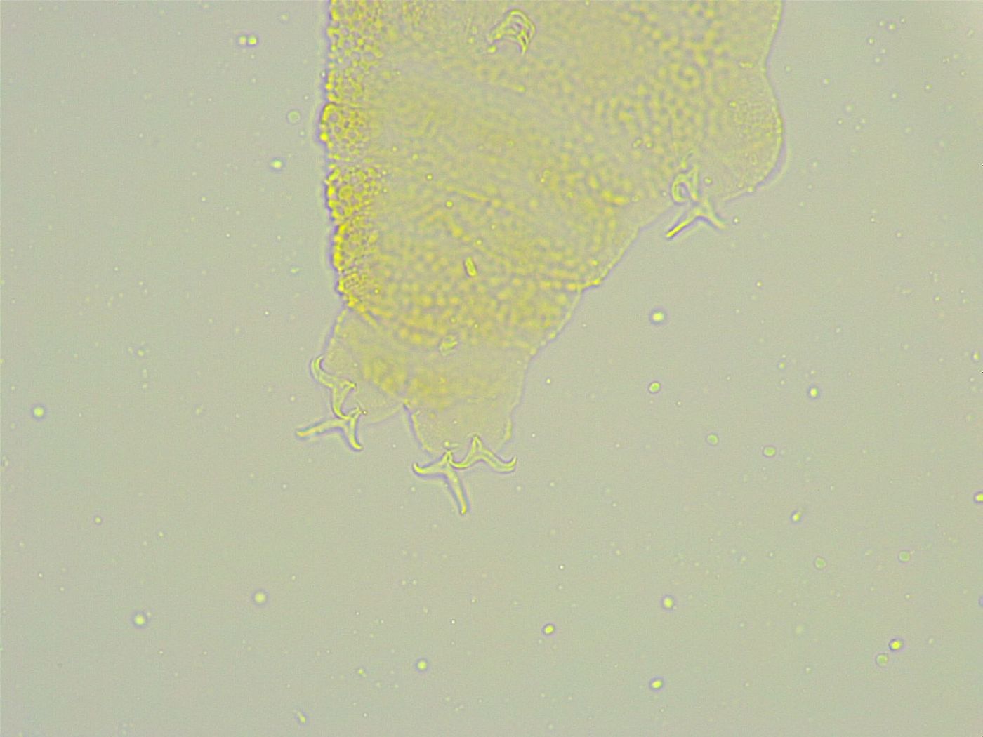 Isohypsibius tuberculatus image