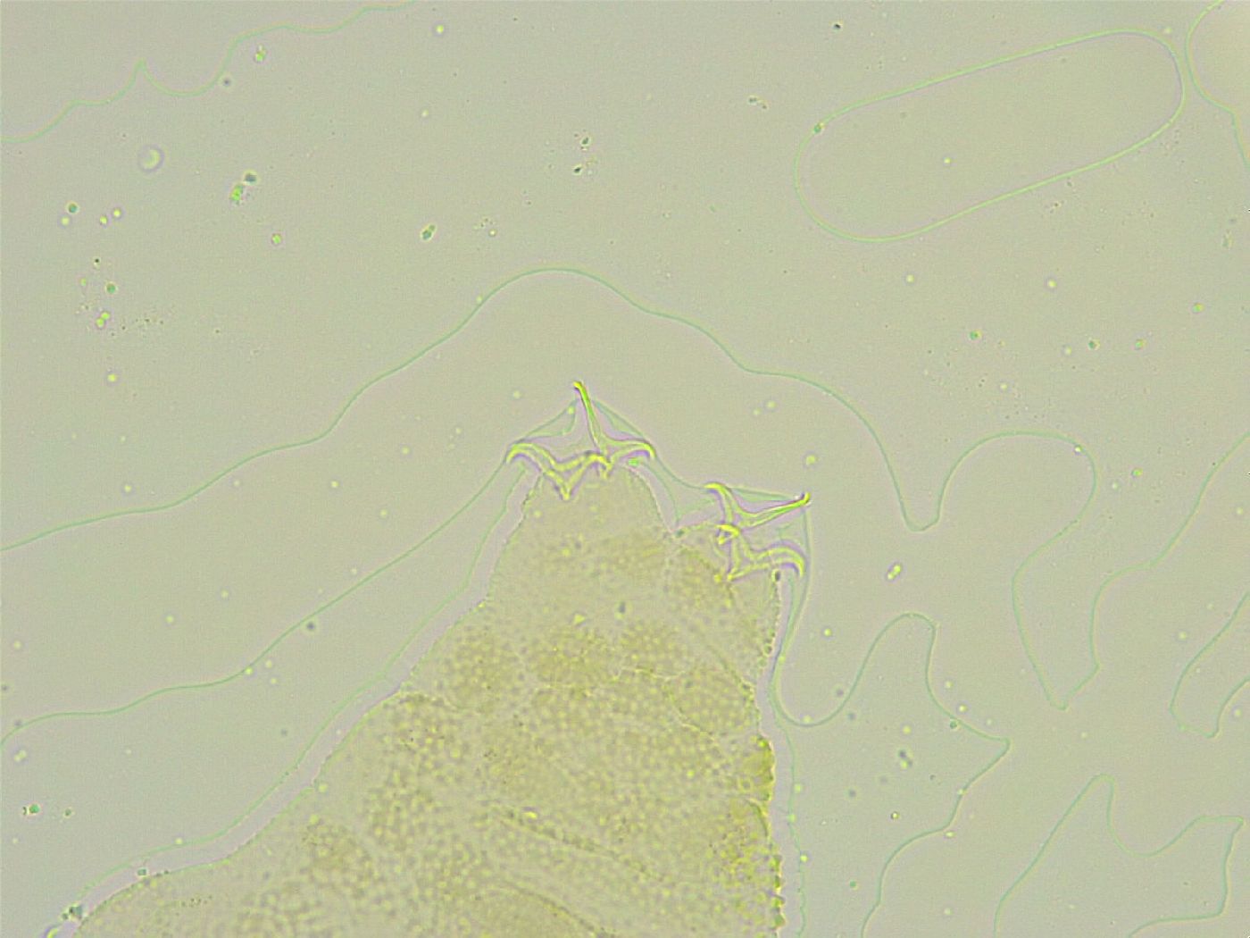Isohypsibius tuberculatus image