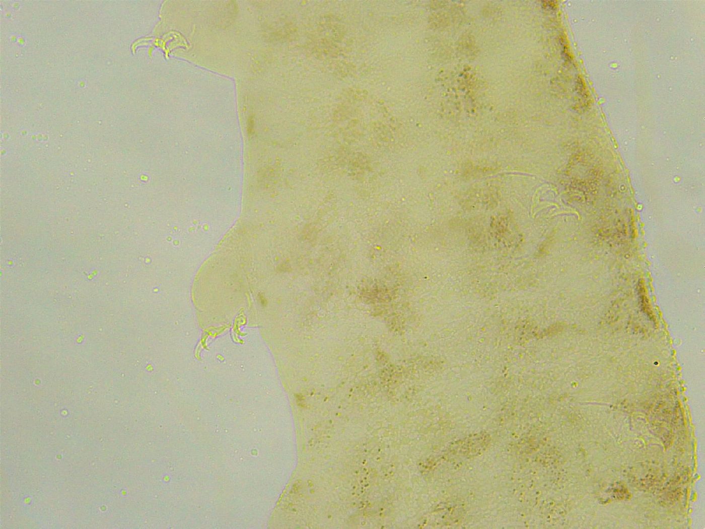 Isohypsibius tuberculatus image