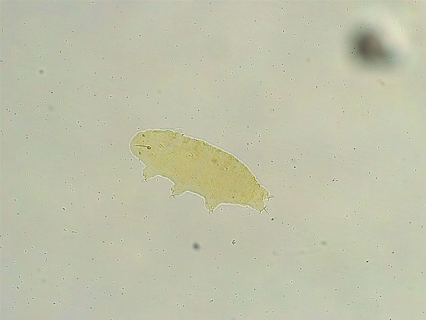 Isohypsibius tuberculatus image