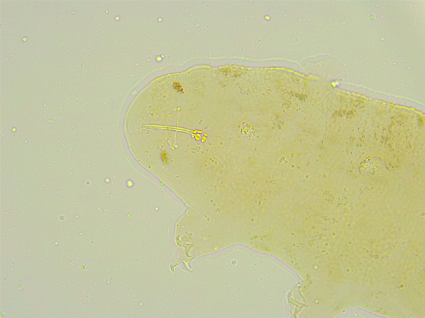 Isohypsibius tuberculatus image