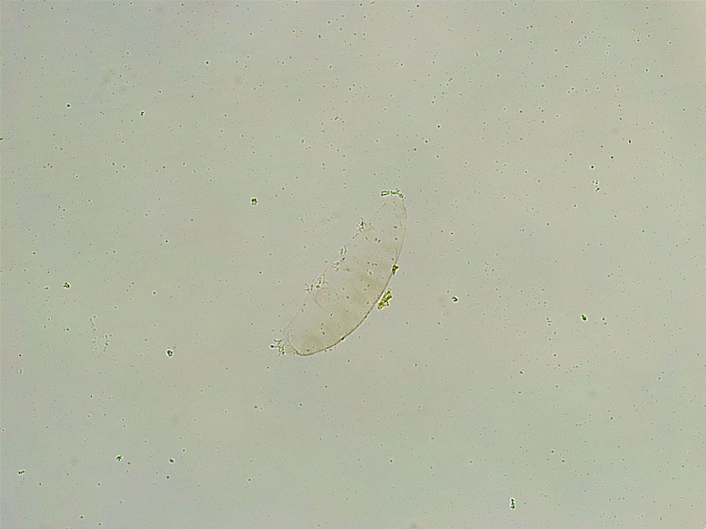 Isohypsibius wilsoni image