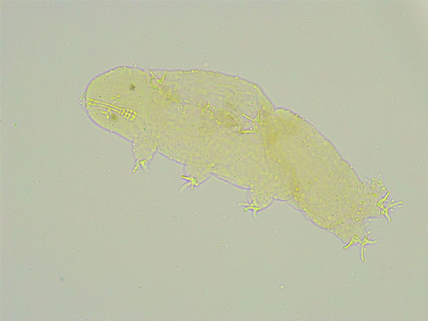 Isohypsibius wilsoni image