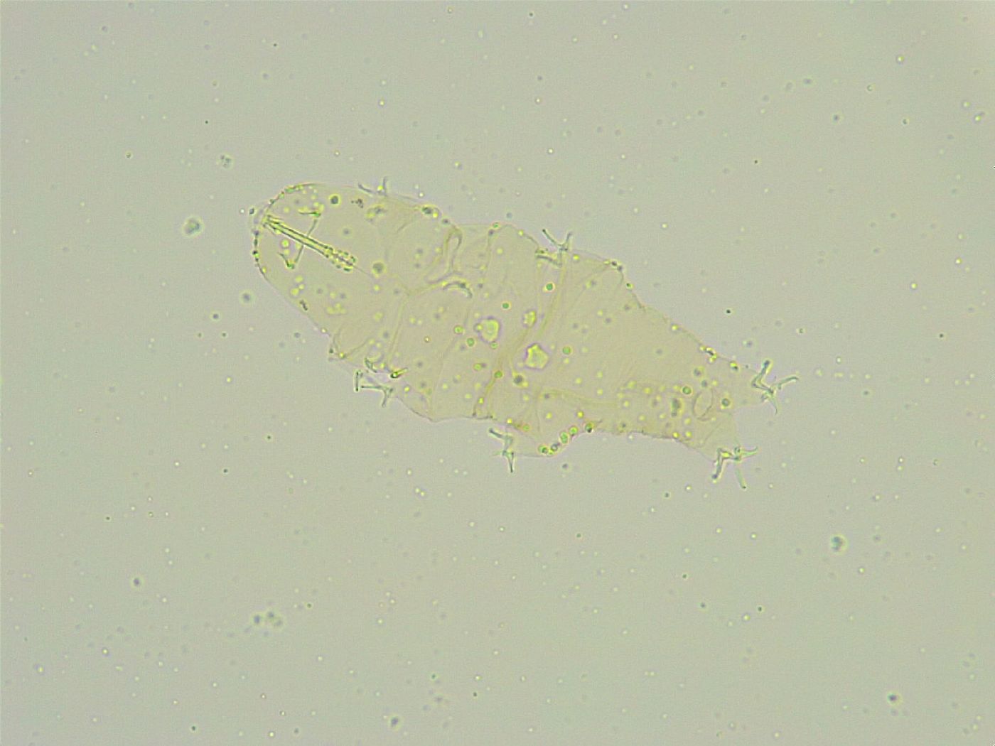 Isohypsibius wilsoni image