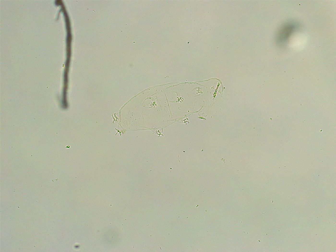 Isohypsibius wilsoni image