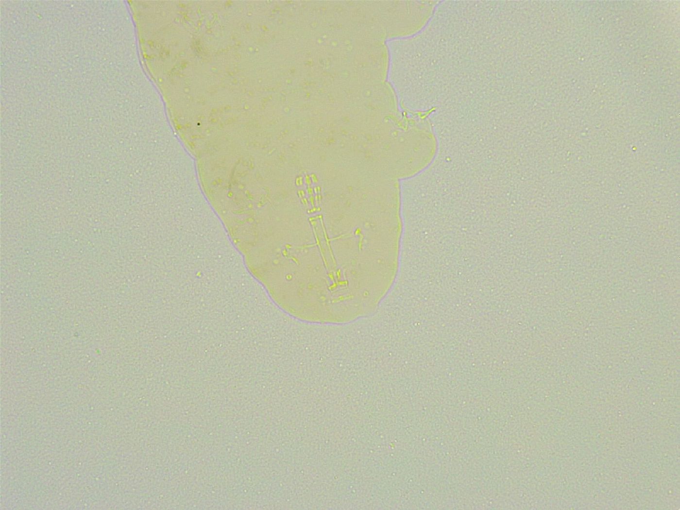 Isohypsibius wilsoni image