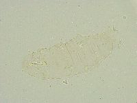 Isohypsibius wilsoni image