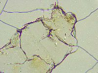 Thulinius saltursus image