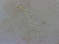 Thulinius saltursus image