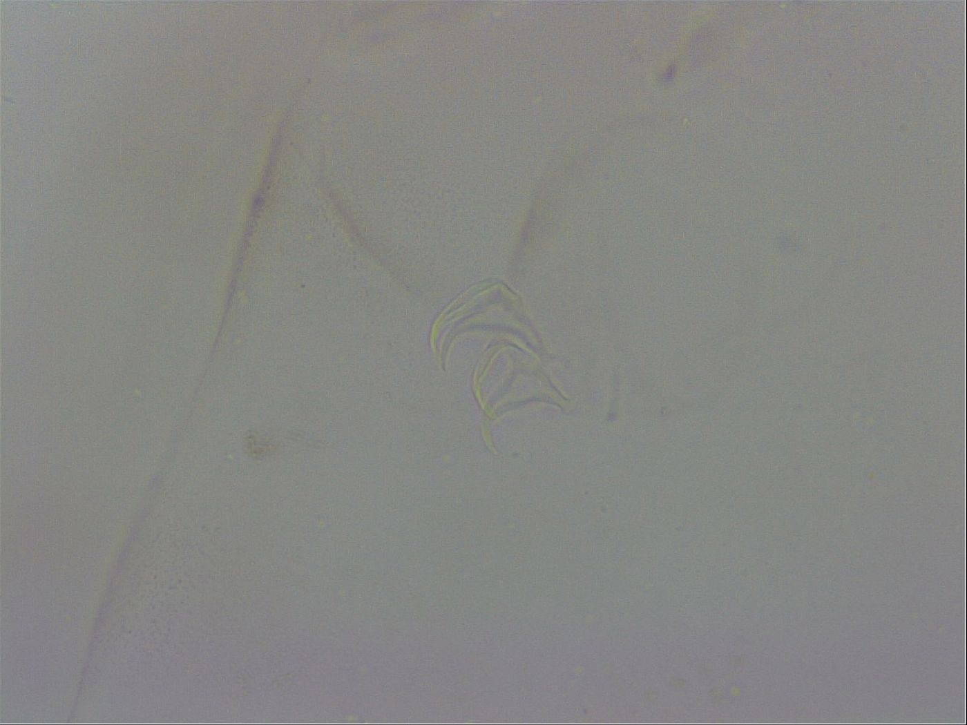 Thulinius saltursus image