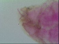 Thulinius saltursus image