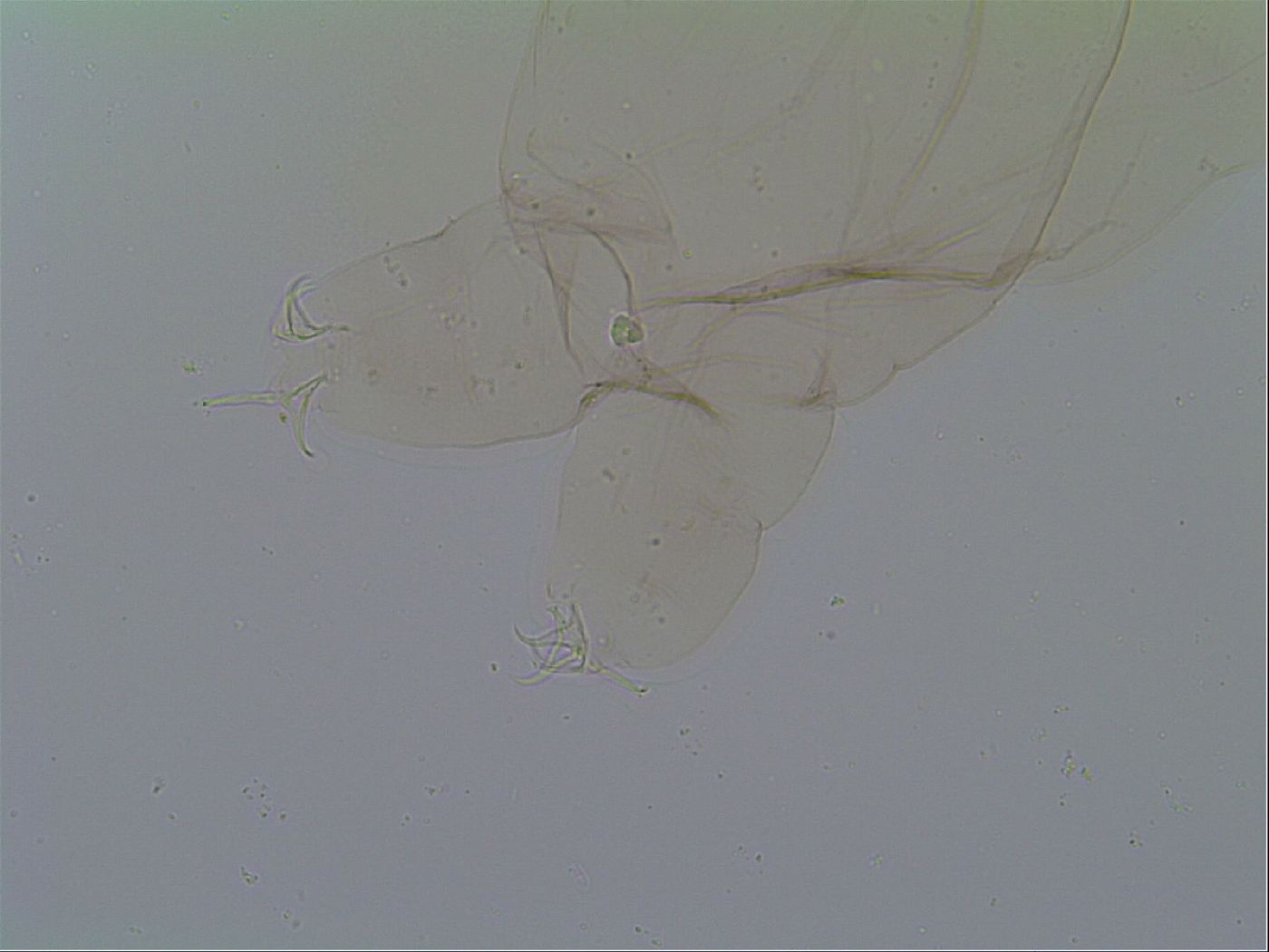 Thulinius saltursus image