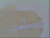 Thulinius saltursus image