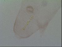 Thulinius saltursus image