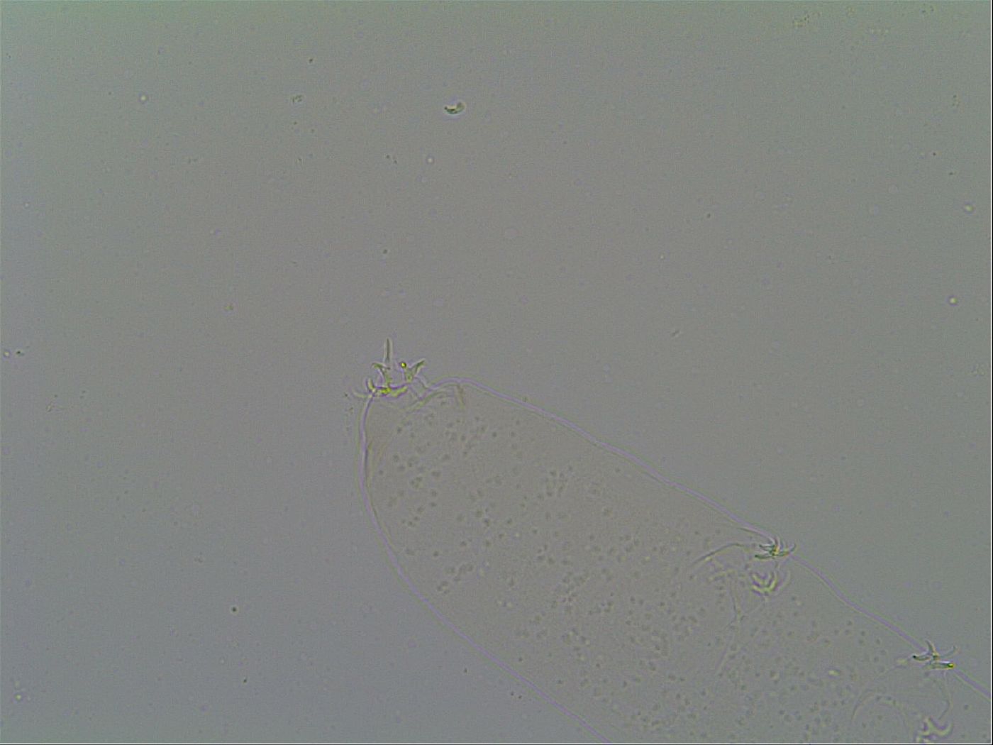 Itaquascon image