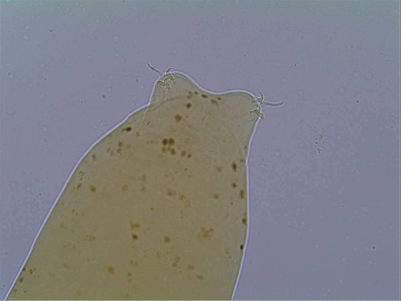 Astatumen image