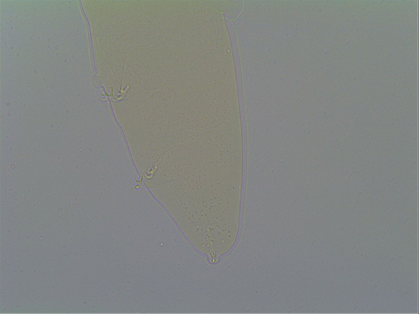Itaquascon image
