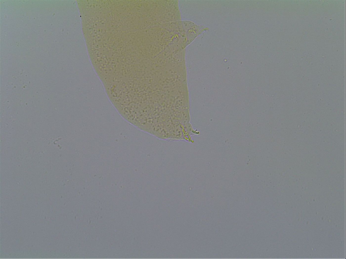 Minibiotus image