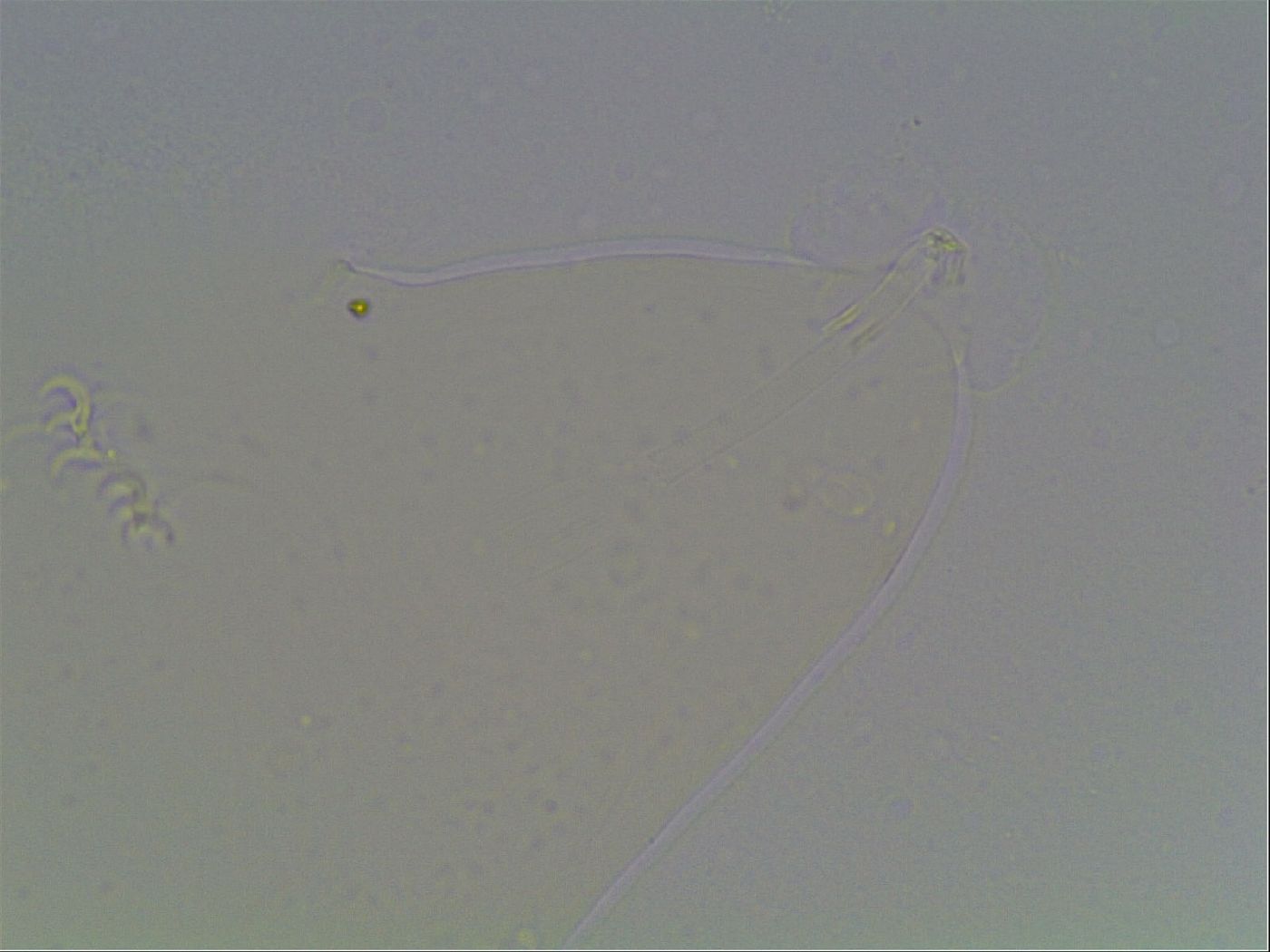 Itaquascon image