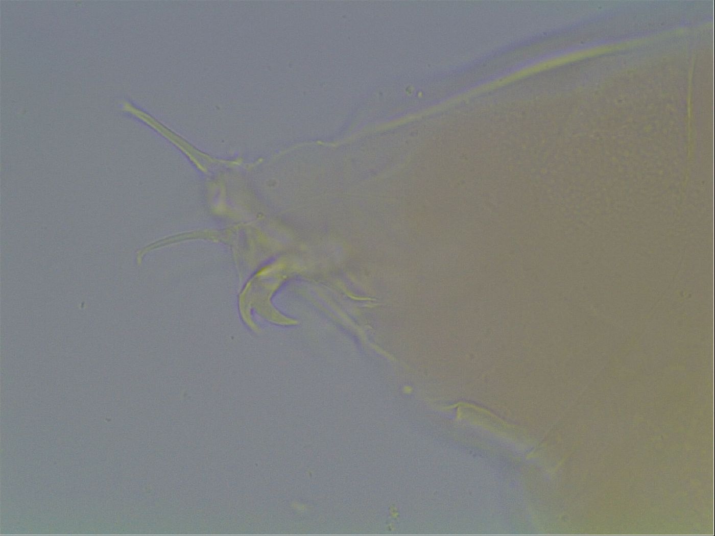 Limmenius image