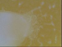 Limmenius porcellus image