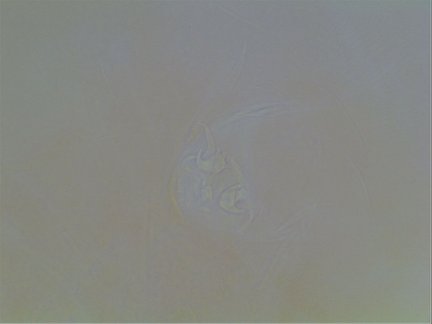 Limmenius image