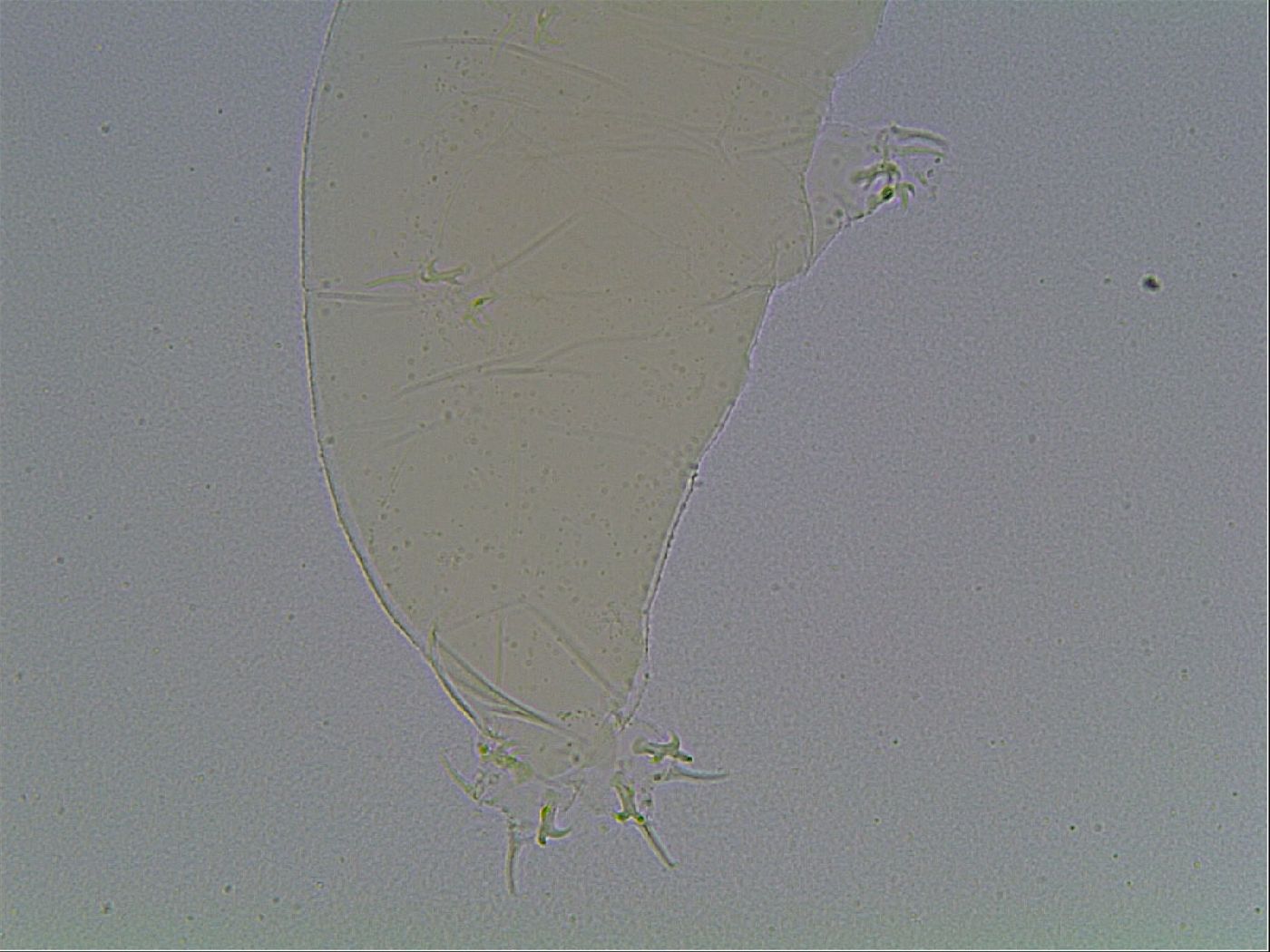 Limmenius porcellus image