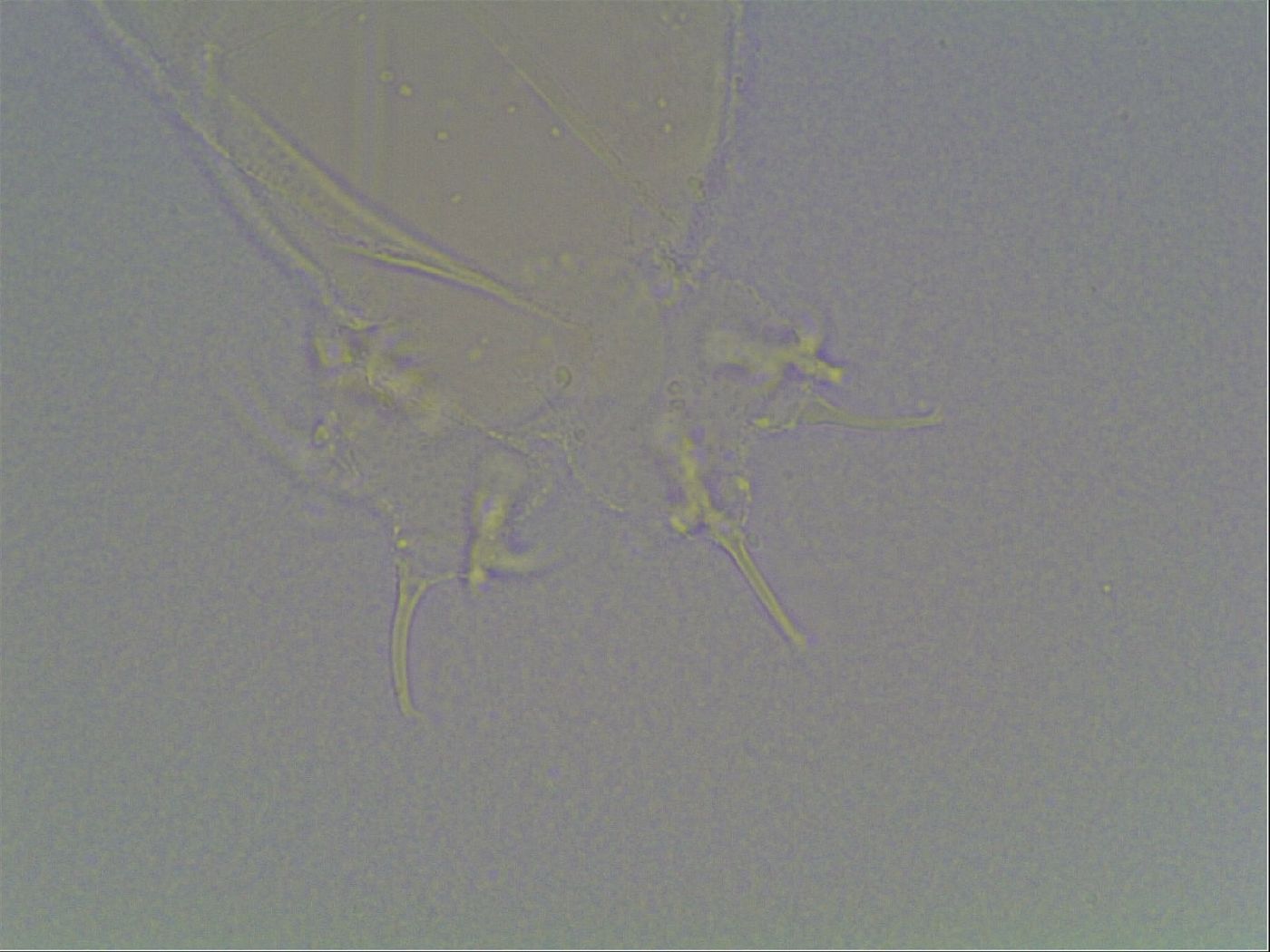 Limmenius porcellus image
