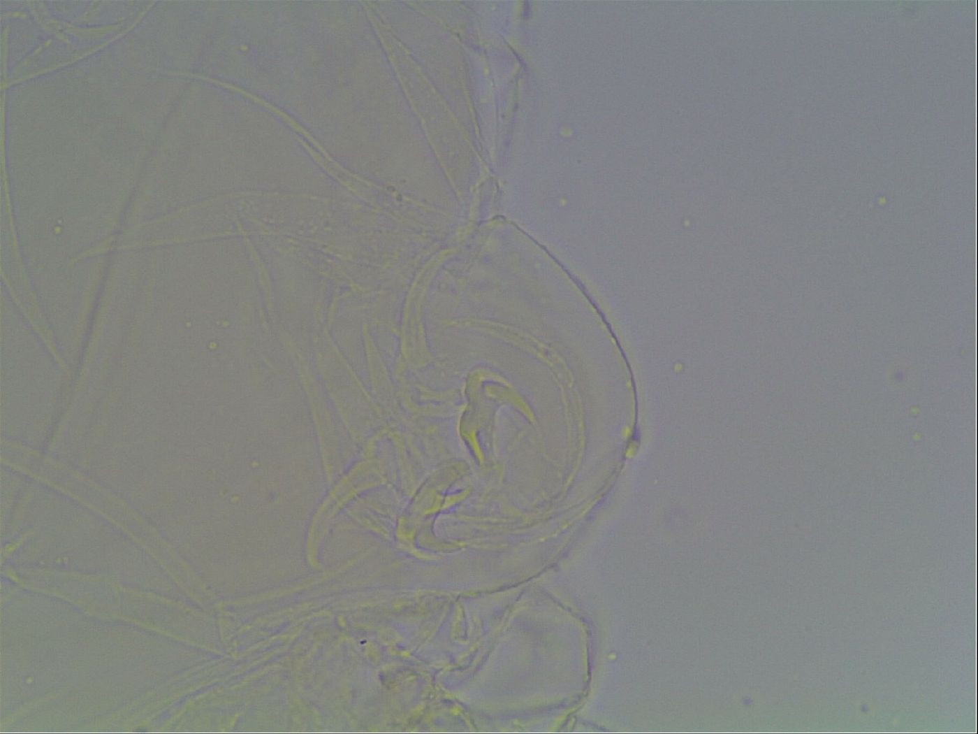 Limmenius porcellus image