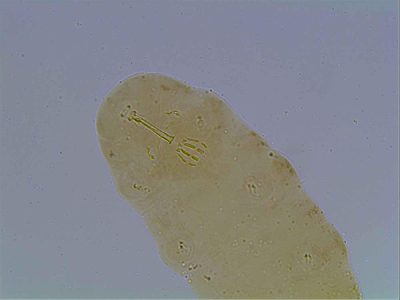 Macrobiotus anderssoni image